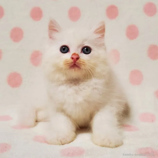 ID：2107-00529の子猫