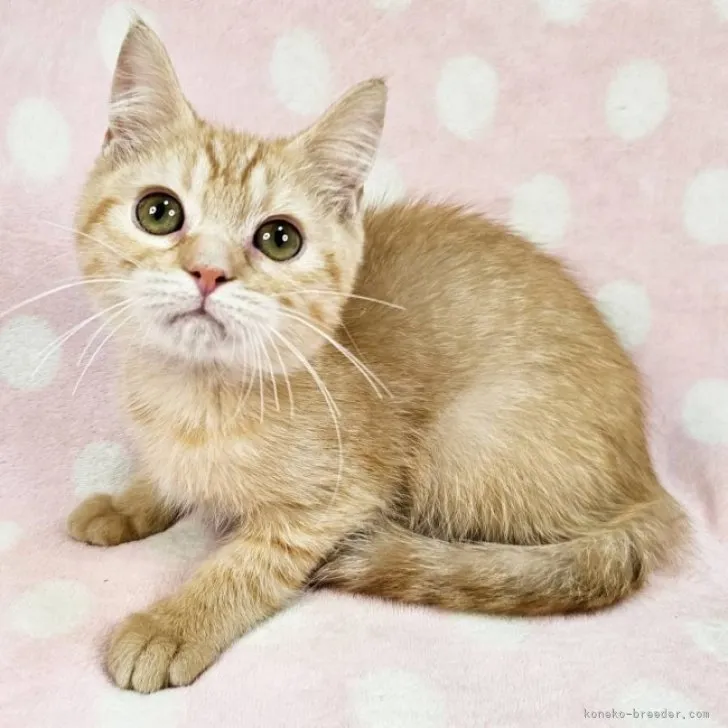ID：2311-02146の子猫