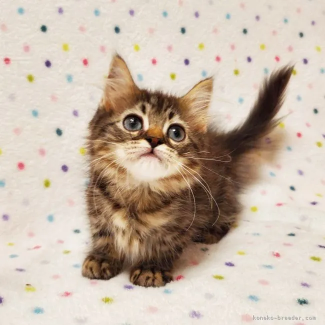 ID:2106-00452の子猫