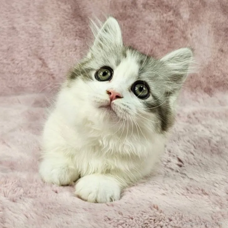 ID:2312-00983の子猫