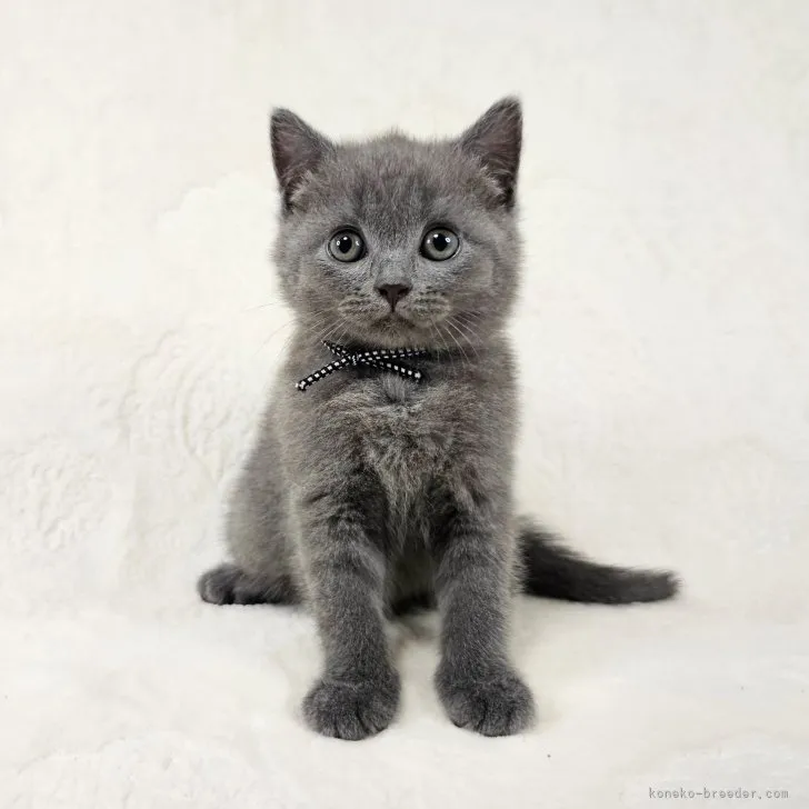 ID:2307-03295の子猫