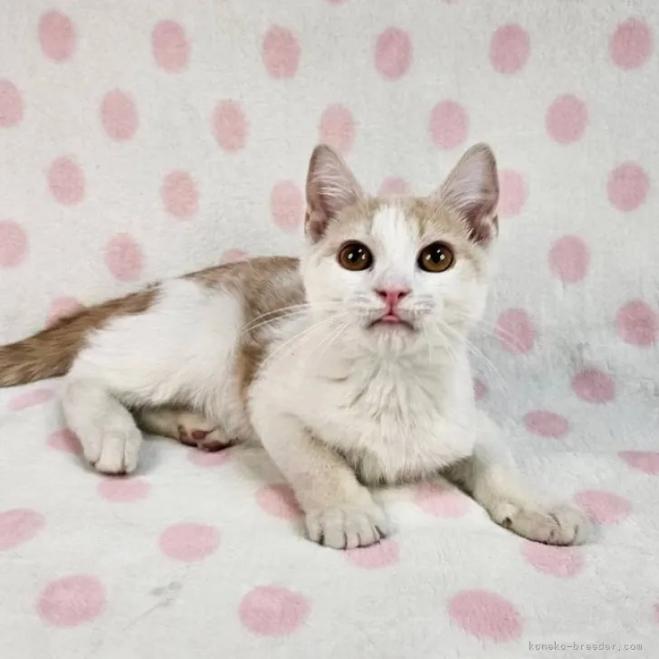 ID:2309-01974の子猫