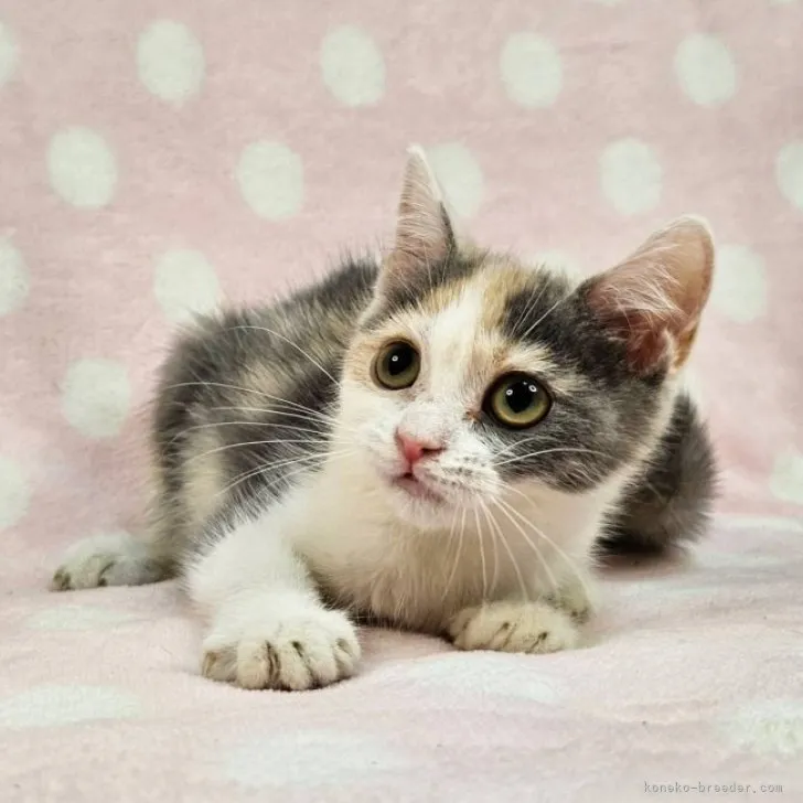 ID：2309-01977の子猫