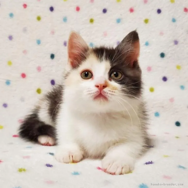 ID:2209-02821の子猫