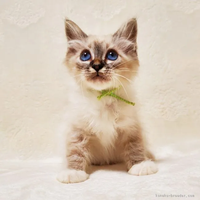 ID:2106-00353の子猫