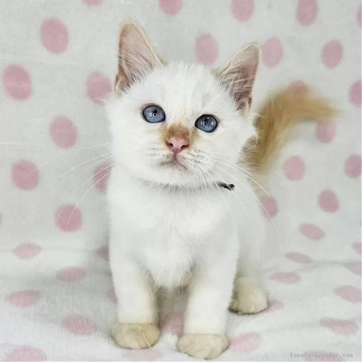 ID：2409-01454の子猫