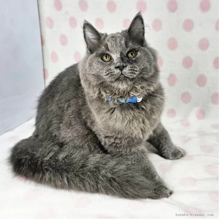 ID:2409-01264の子猫