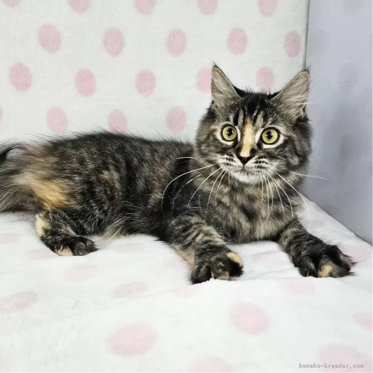 M.K 様のお迎えした子猫