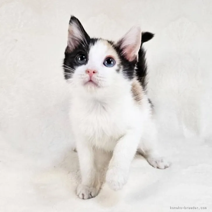 ID:2311-02142の子猫