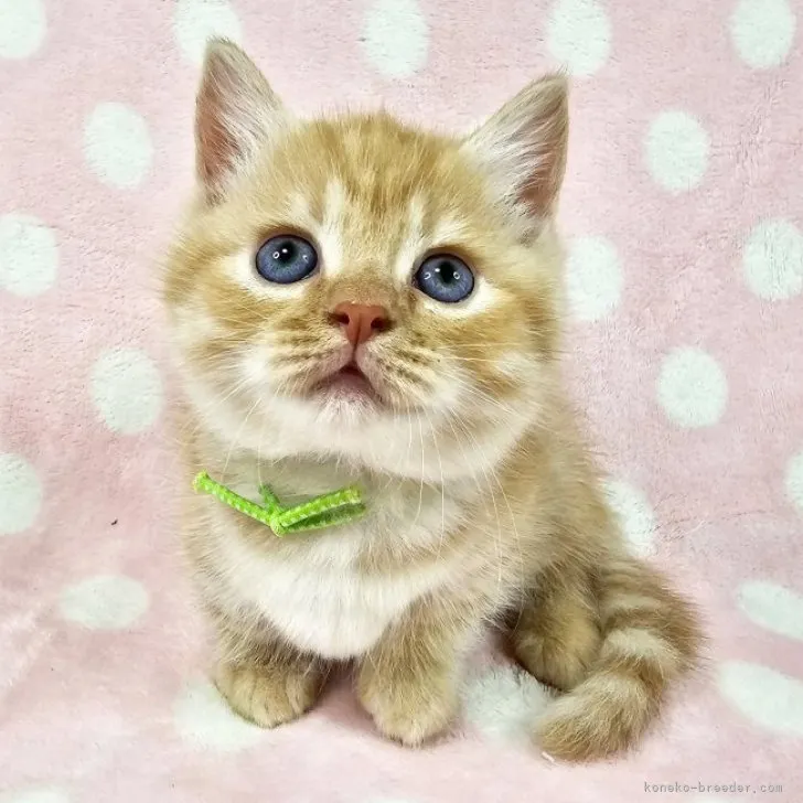 ID：2307-00460の子猫