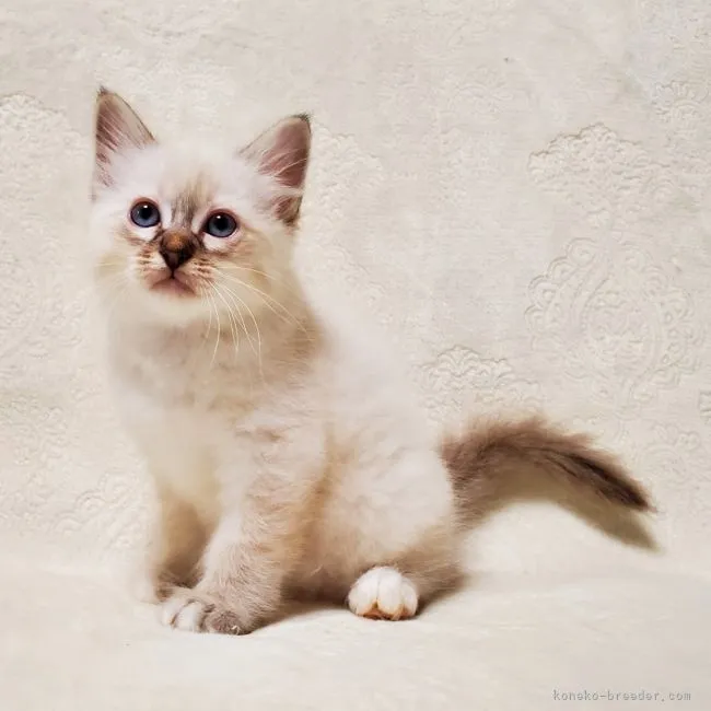 Y.I 様のお迎えした子猫