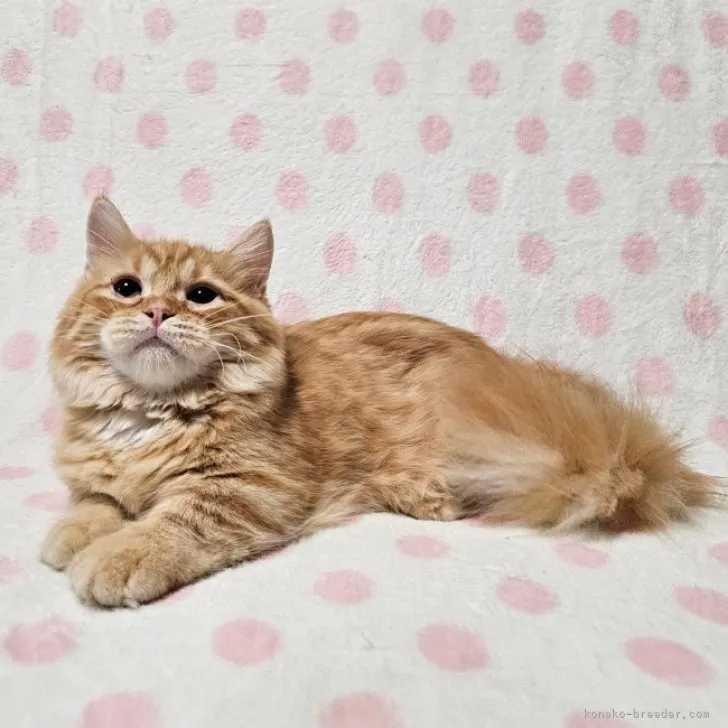ID：2305-02808の子猫