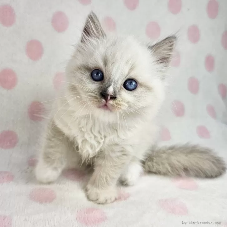 ID:2406-01020の子猫