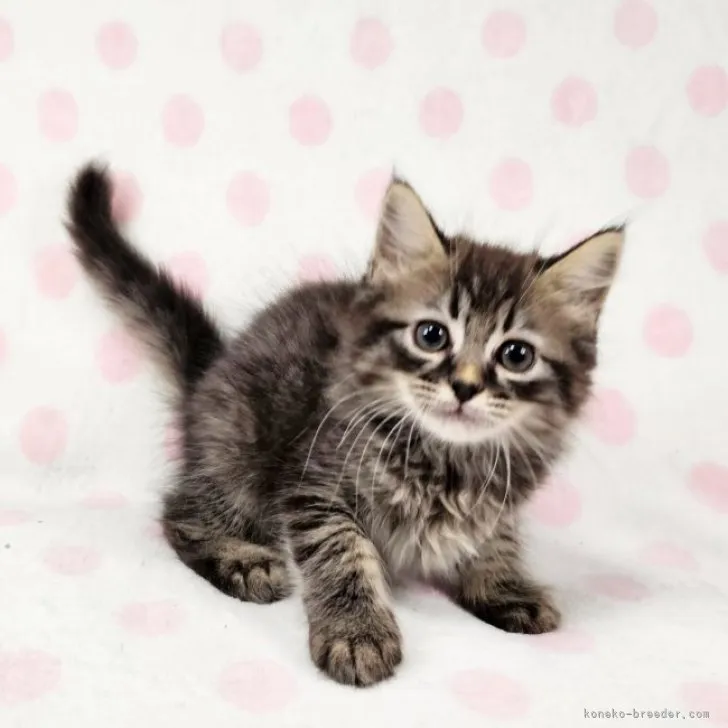 ID:2306-00720の子猫