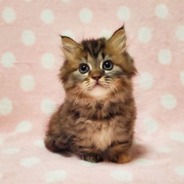 マンチカン(短足)【東京都・女の子・2022年4月1日・ブラウンパッチドマッカレルタビー（長毛）】の写真「ふわふわ被毛♡可愛い子」