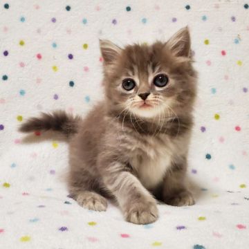 マンチカン(長足)【東京都・女の子・2021年10月27日・ブルータビー（ロングヘアー）】の写真「可愛い♡長足の女の子♡」