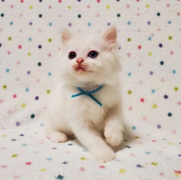 マンチカン(長足)【東京都・男の子・2021年10月27日・ホワイト（ロングヘアー）】の写真「幸運を呼ぶ♡オッド アイ」