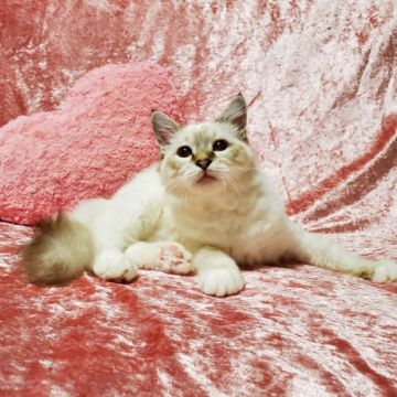バーマン【東京都・女の子・2021年1月14日・シールリンクスポイント】の写真「♡可愛い♡女の子♡」