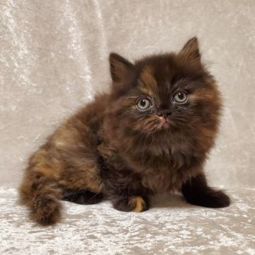 マンチカン(長足)【東京都・女の子・2022年2月9日・トーティーシェル（長毛）】の写真「ムッチリ ボディーの可愛い女の子♡」