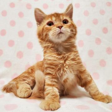 マンチカン【東京都・男の子・2022年8月11日・レッドマッカレルタビー】の写真「甘えん坊さん♡」