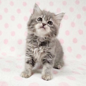 マンチカン(長足)【東京都・女の子・2023年4月24日・ブルータビー（長毛）】の写真「美猫長足♡」