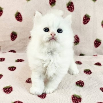 マンチカン(長足)【東京都・女の子・2024年2月9日・ホワイト（長毛）】の写真「真っ白な美猫ちゃん♡」