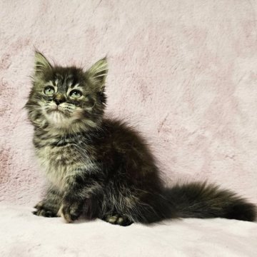 マンチカン【東京都・女の子・2023年3月3日・ブラウンパッチドマッカレルタビー（長毛）】の写真「長足の美猫ちゃん♡」