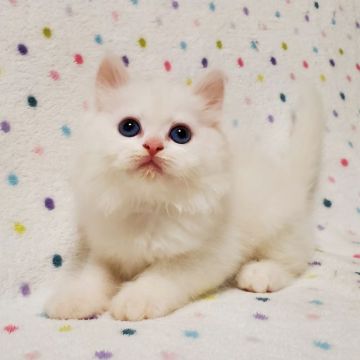 マンチカン(長足)【東京都・男の子・2021年10月28日・ホワイト（ロングヘアー）】の写真「お目目まん丸♡可愛い男の子」