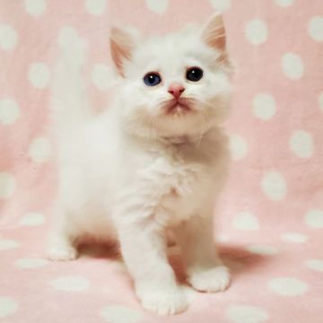 マンチカン(長足)【東京都・男の子・2022年3月5日・ホワイト（長毛）】の写真「幸運を招くオッドアイ♡」