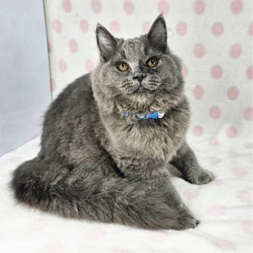 ドメスティックキャット【東京都・男の子・2024年4月1日・ブルー（長毛）】の写真「美猫のイケにゃん♡」