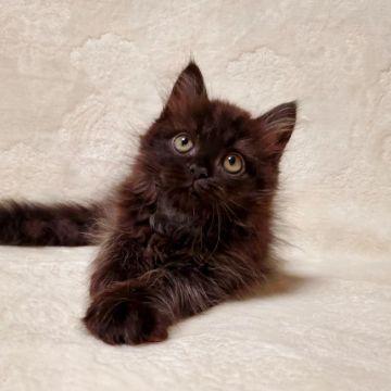 マンチカン(長足)【東京都・男の子・2022年1月7日・ブラック（長毛）】の写真「魅力的な黒猫くん♡」