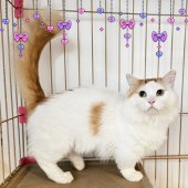 マンチカン【・男の子・2024年5月7日・レッド&ホワイト】