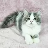 マンチカン(長足)【東京都・男の子・2024年8月3日・ブルータビー&ホワイト】の写真2