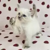 バーマン【東京都・女の子・2024年1月24日・ブルートーティーポイント】の写真3