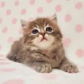 マンチカン(長足)【東京都・男の子・2021年5月18日・ブルーマッカレルタビー】の写真3