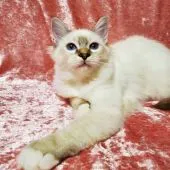 バーマン【東京都・男の子・2021年3月8日・シールリンクスポイント】の写真4