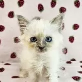 バーマン【東京都・女の子・2024年1月24日・ブルートーティーポイント】の写真5