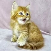 マンチカン(長足)【東京都・男の子・2024年10月10日・レッドマッカレルタビー&ホワイト】の写真10