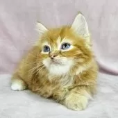 マンチカン(長足)【東京都・男の子・2024年10月10日・レッドマッカレルタビー&ホワイト】の写真11