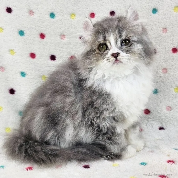 ID：2606-02575の子猫