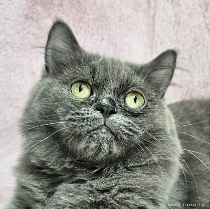 Y.Y 様のお迎えした子猫