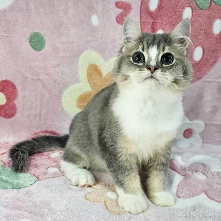 マンチカン(長足)【東京都・男の子・2025年8月2日・ブルー&amp;ホワイト】の写真1