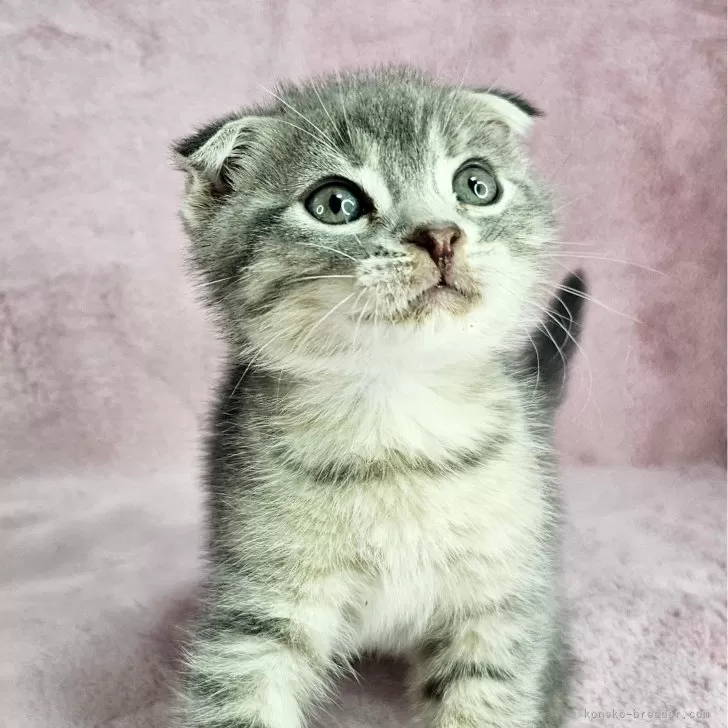 ID：2505-01246の子猫