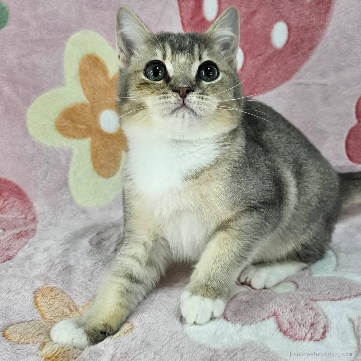 ブリーダー画像