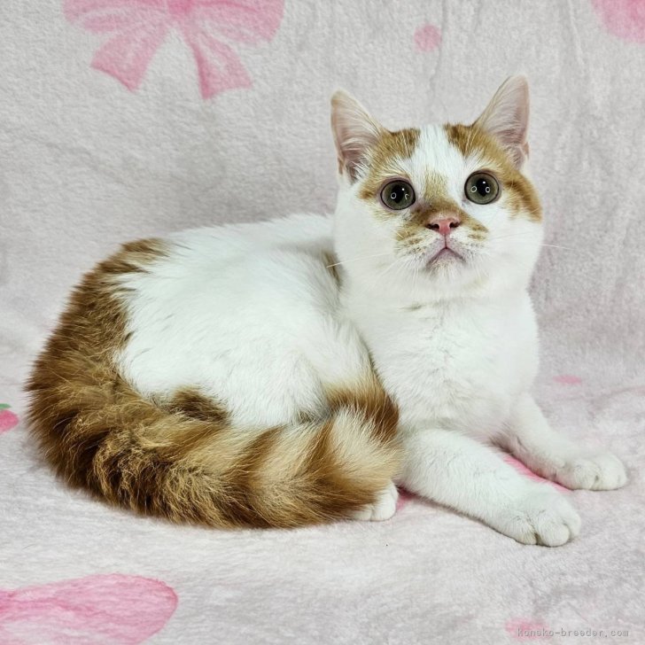 ブリーダー画像