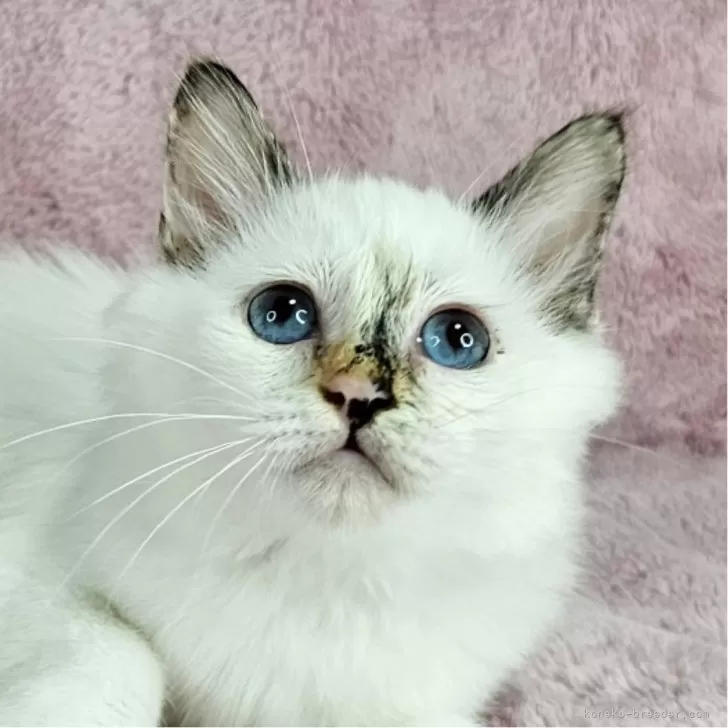 ID：2509-01237の子猫