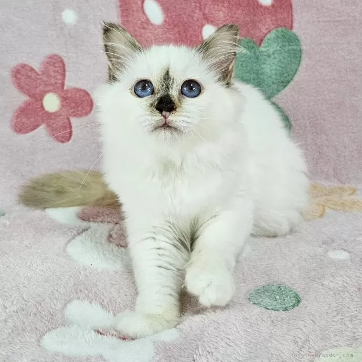 バーマン【東京都・女の子・2025年5月29日・チョコレートトーティーポイント】の写真1