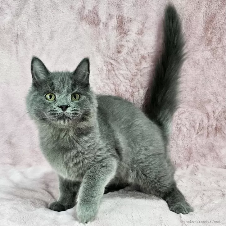 ID：2506-00269の子猫