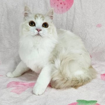マンチカン(長足)【東京都・女の子・2025年8月3日・シェーデッドクリーム&ホワイト（長毛）】の写真「美しい毛色の美猫♡」