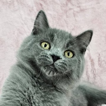 マンチカン(長足)【東京都・男の子・2025年2月28日・ブルー（長毛）】の写真「♡ワクチン代♡お値引中♡」